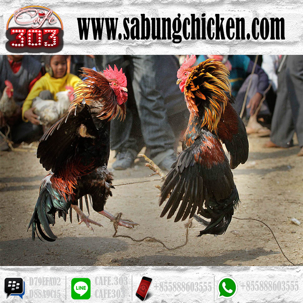 Agen Taruhan Sabung Ayam Online