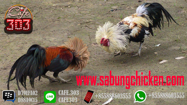 Situs Sabung Ayam Online Indonesia