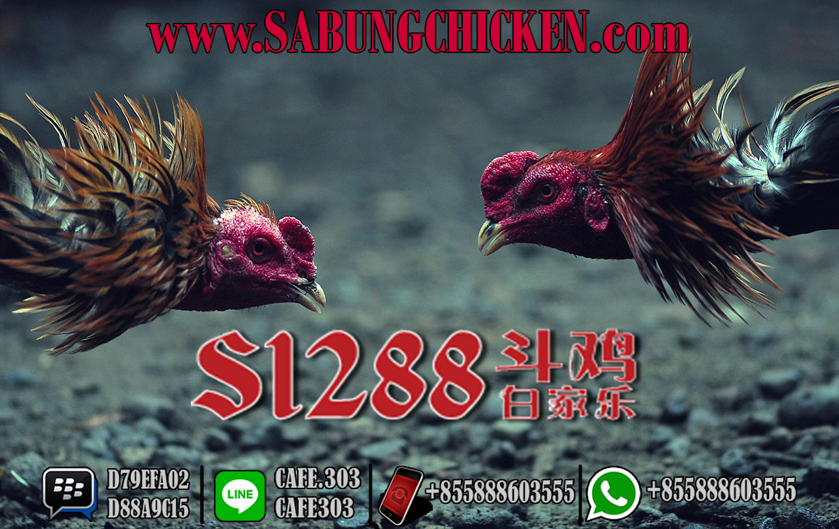 Link Situs Adu Ayam